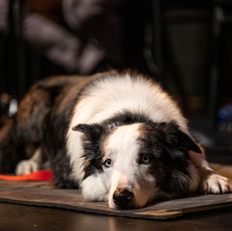 Perro Anatomía de una caída